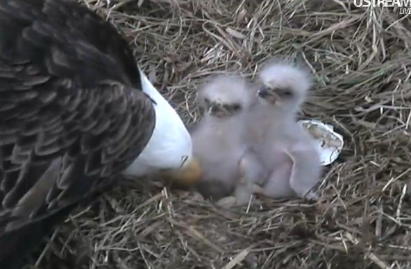 ScreenHunter_38 Mar. 31 14.02.jpg